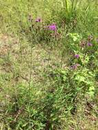 Plancia ëd Vernonia texana (A. Gray) Small