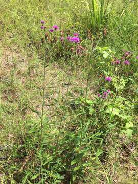 Plancia ëd Vernonia texana (A. Gray) Small