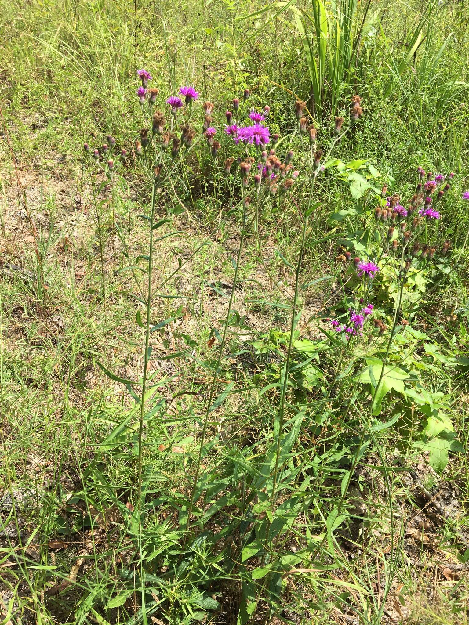 Plancia ëd Vernonia texana (A. Gray) Small