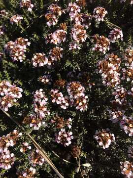 Image of Disparago ericoides (Berg.) Gaertn.