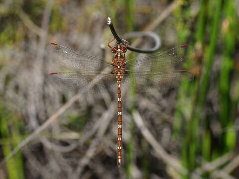 Image of Archaeosynthemis orientalis Tillyard 1910