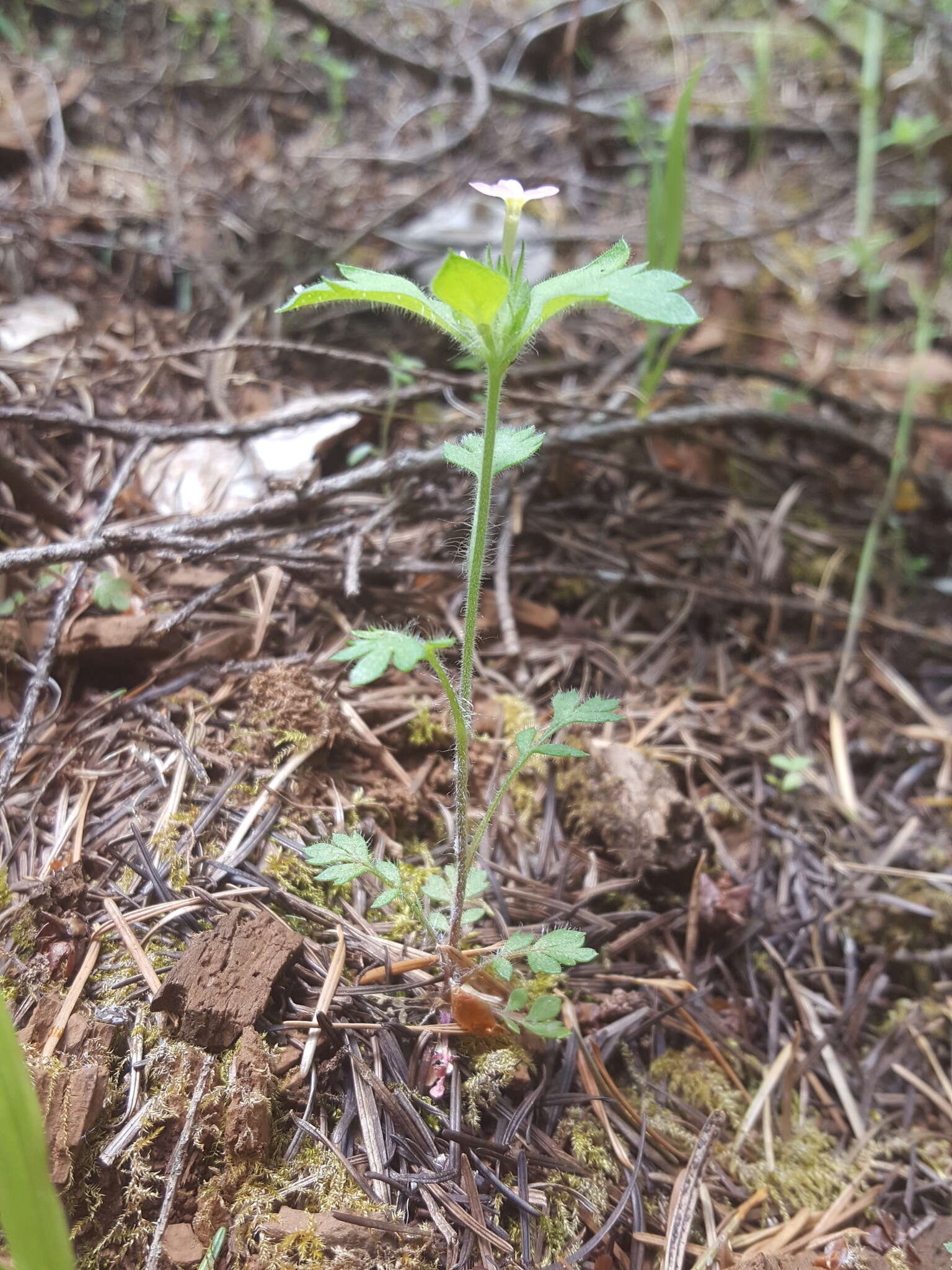 Image of variableleaf collomia