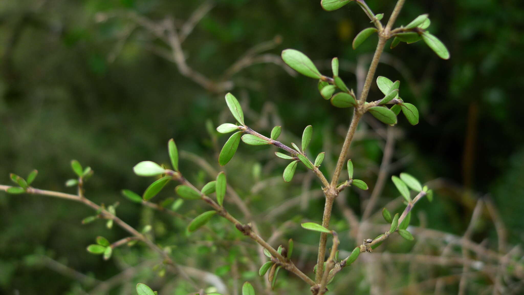 Image de Korthalsella lindsayi var. clavata (Kirk) Danser