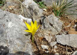 Image de Sternbergia lutea subsp. greuteriana (Kamari & R. Artelari) Strid