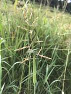 Image of southern cutgrass