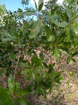 Image of Lithraea brasiliensis March.