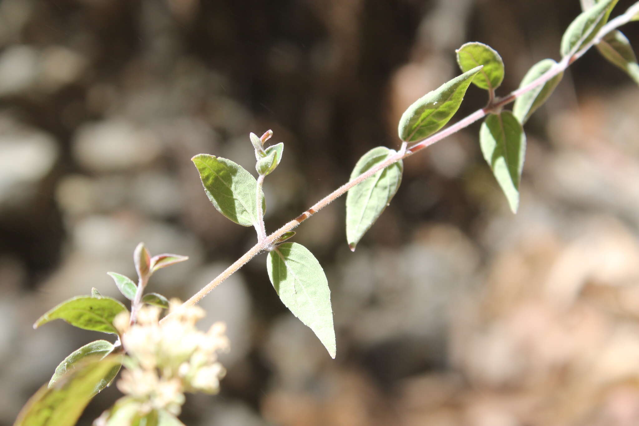 Image of Cunila polyantha Benth.