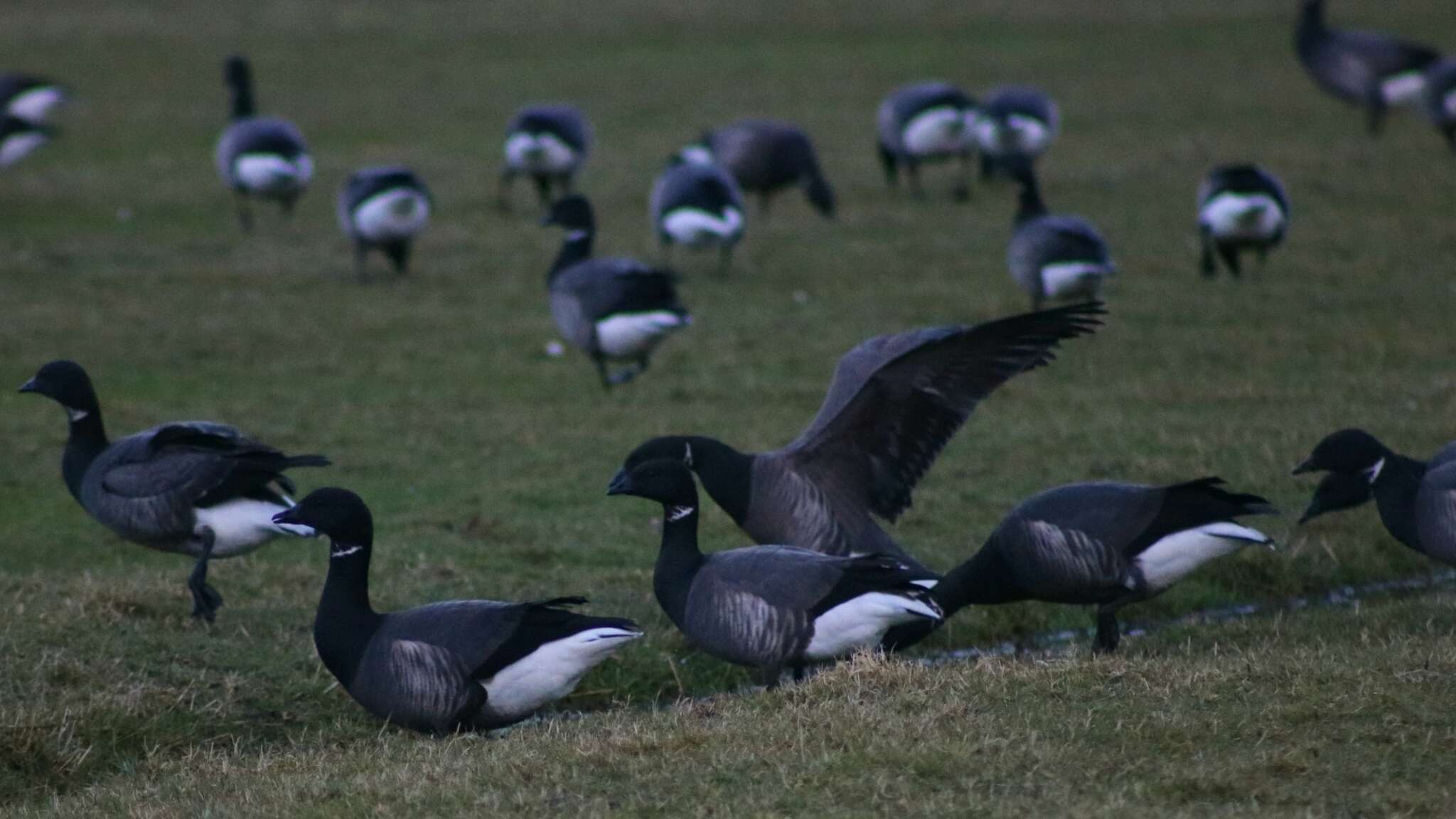 صورة Branta bernicla bernicla (Linnaeus 1758)