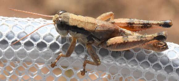 Image of Melanoplus texensis Hart & C. A. 1906