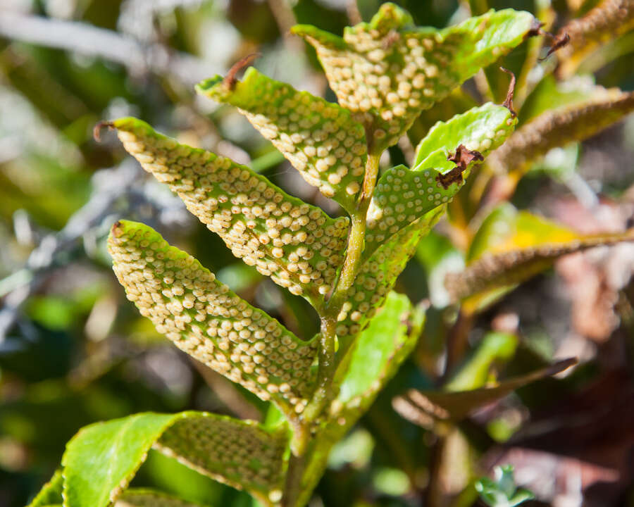 Plancia ëd Cyrtomium falcatum (L. fil.) C. Presl