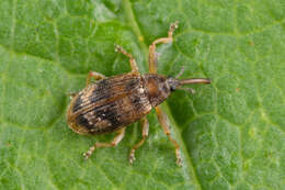 Image of Weevil