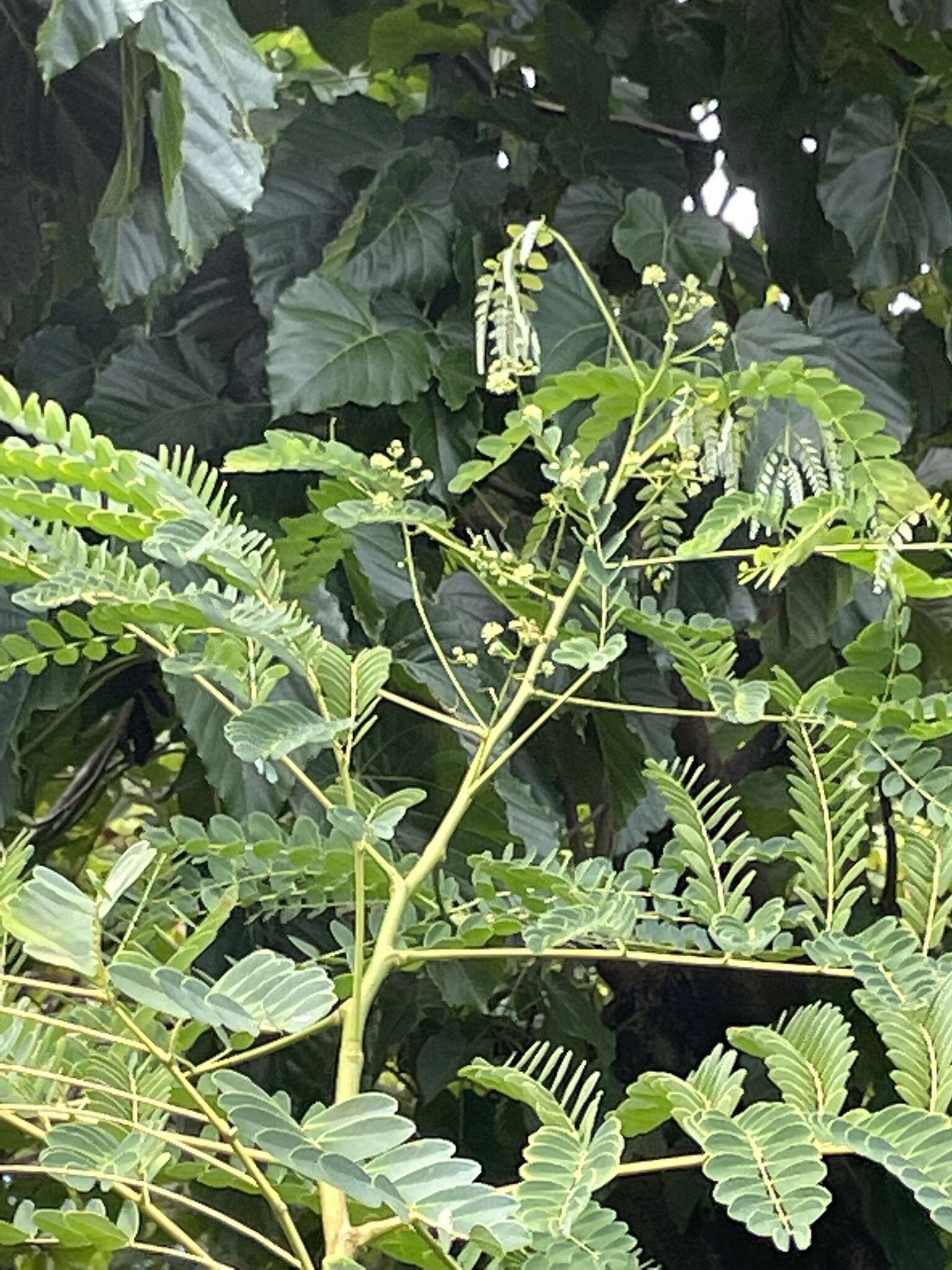 Image of tall albizia