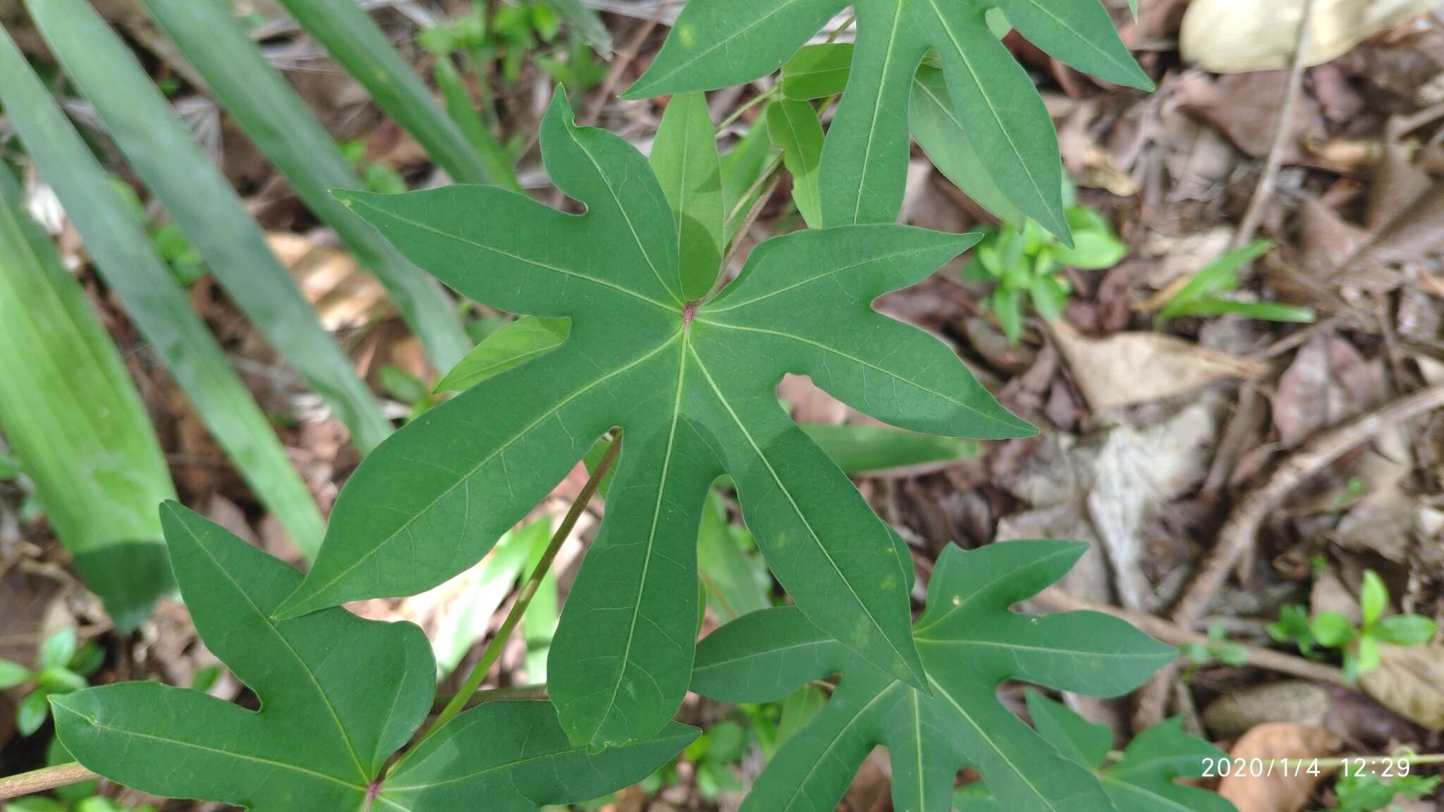 Sivun Ipomoea mauritiana Jacquin kuva