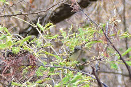 Image of Dwarf Vireo