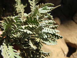 Image of Euryops pectinatus subsp. pectinatus