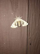 Image of Pudefacted Apatelodes Moth