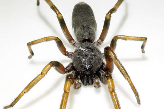 Image of White-tailed spider