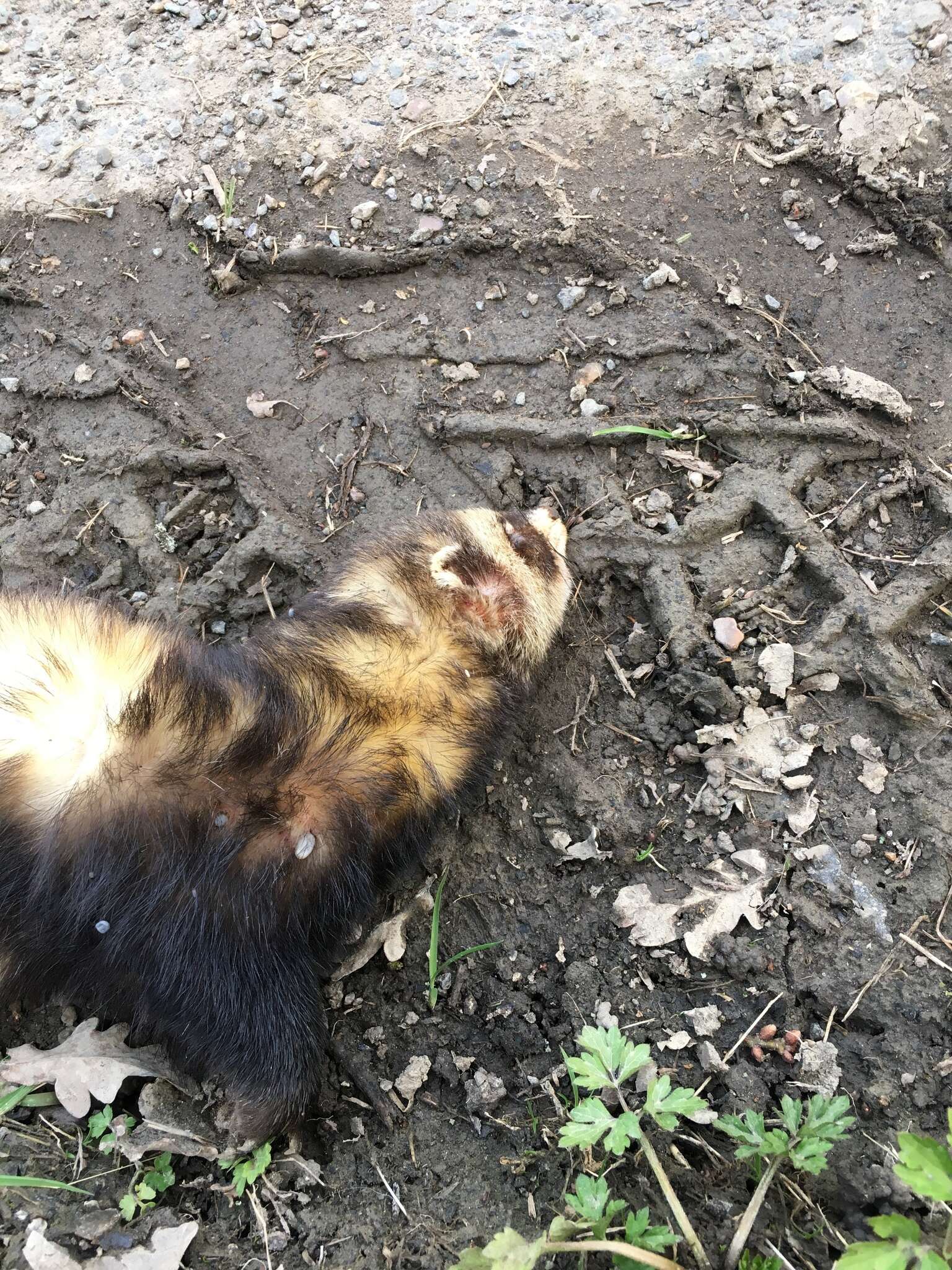 Image of western polecat, polecat