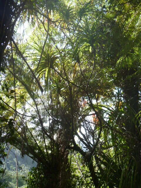 Image of Dracophyllum latifolium A. Cunn.