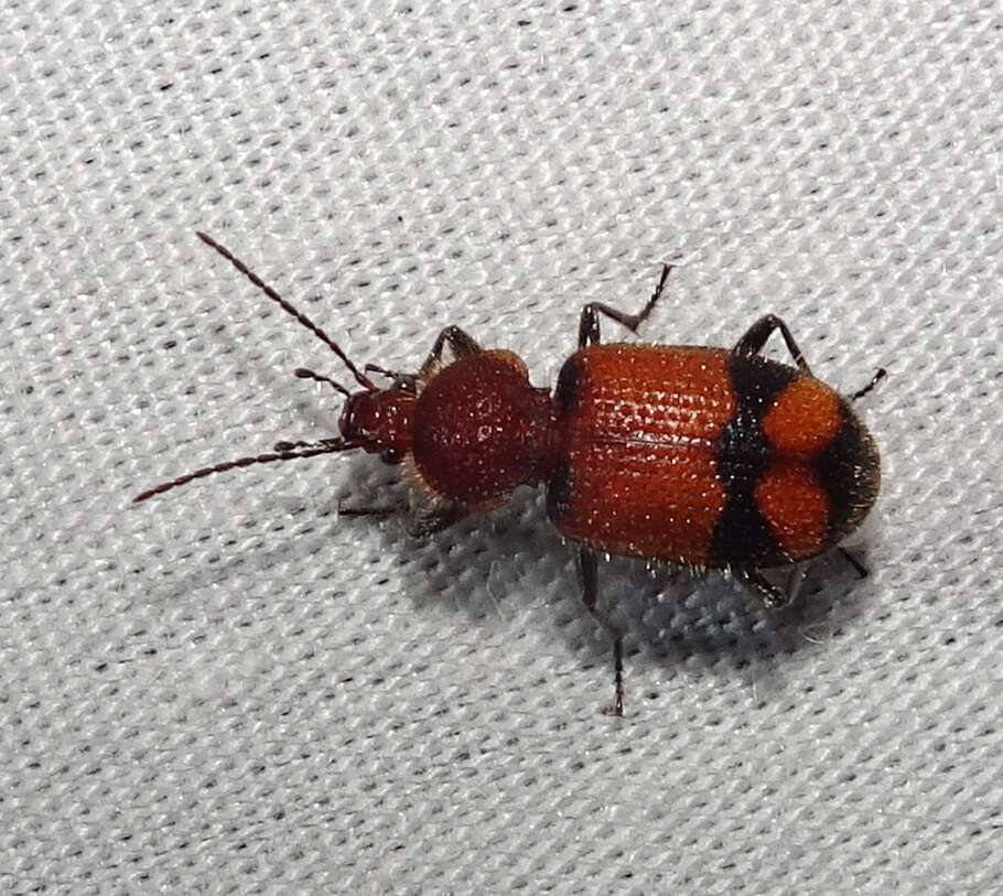 Panagaeus (Hologaeus) fasciatus Say 1823的圖片