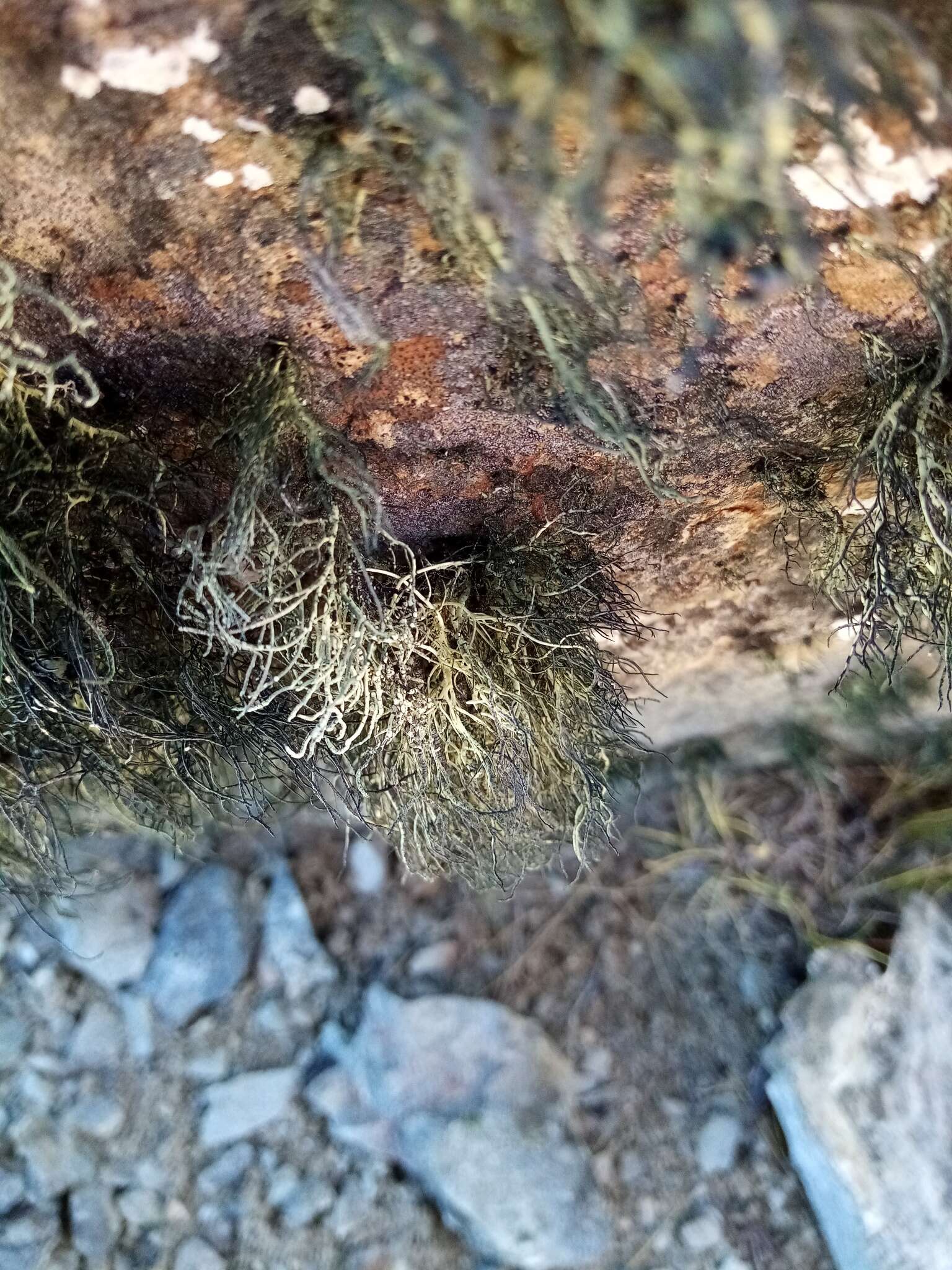 Plancia ëd Usnea acromelana Stirt.