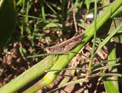 Orphulella punctata (De Geer 1773) resmi