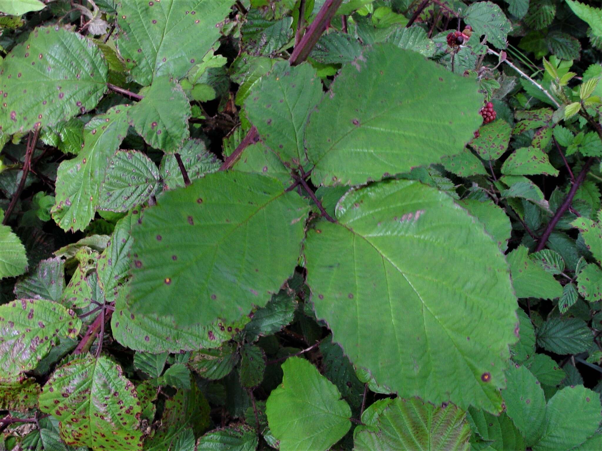 Sivun Rubus elegantispinosus (Schumacher) H. E. Weber kuva