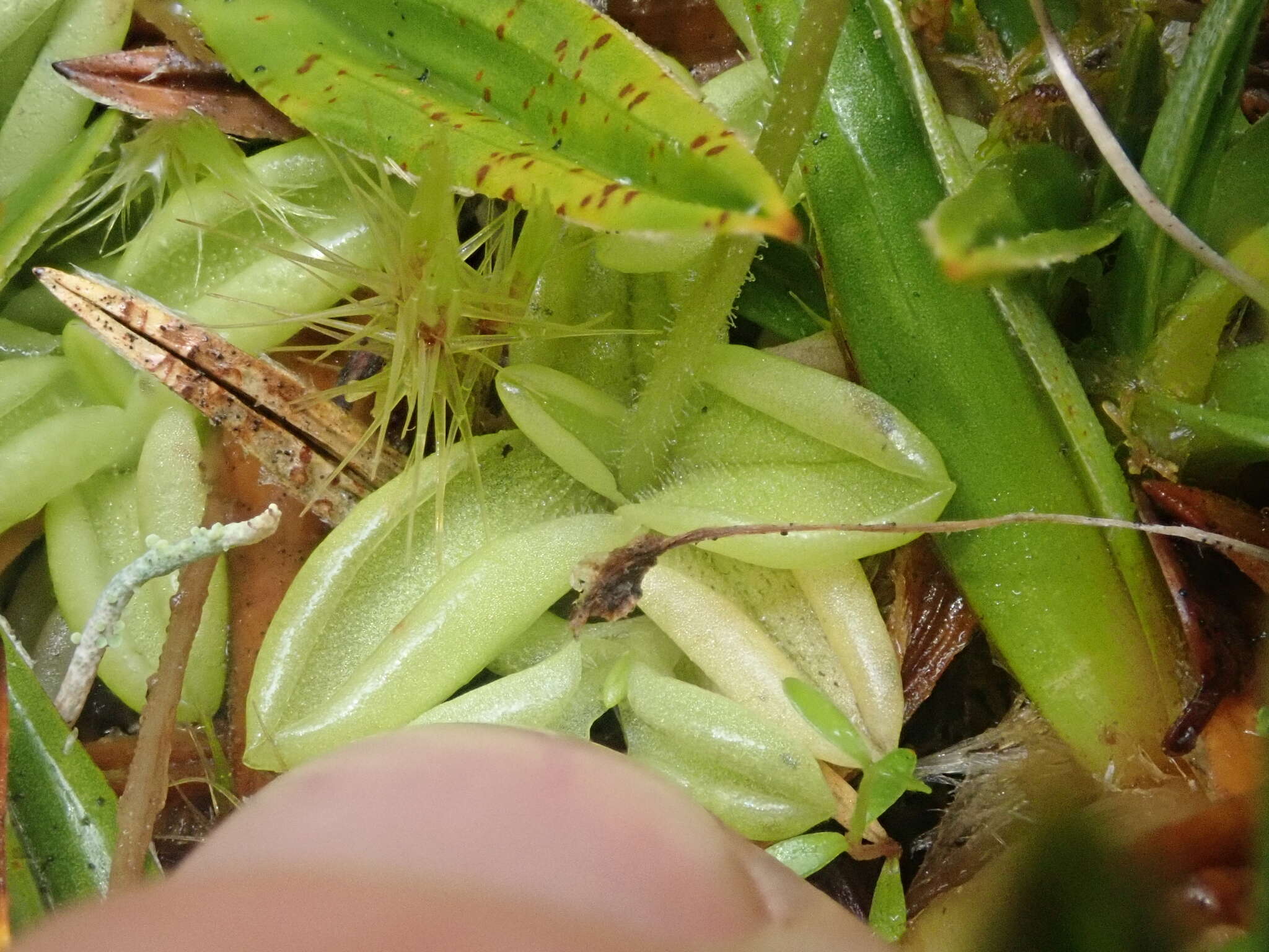 Image of Pinguicula antarctica Vahl