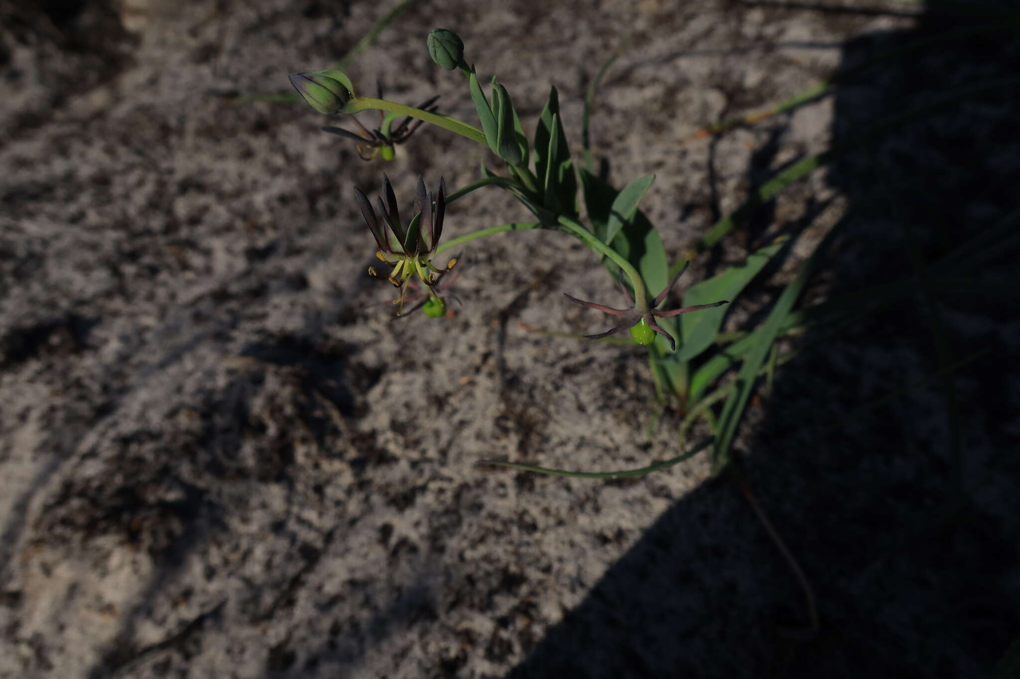 Image of Ornithoglossum viride (L. fil.) Dryand. ex W. T. Aiton