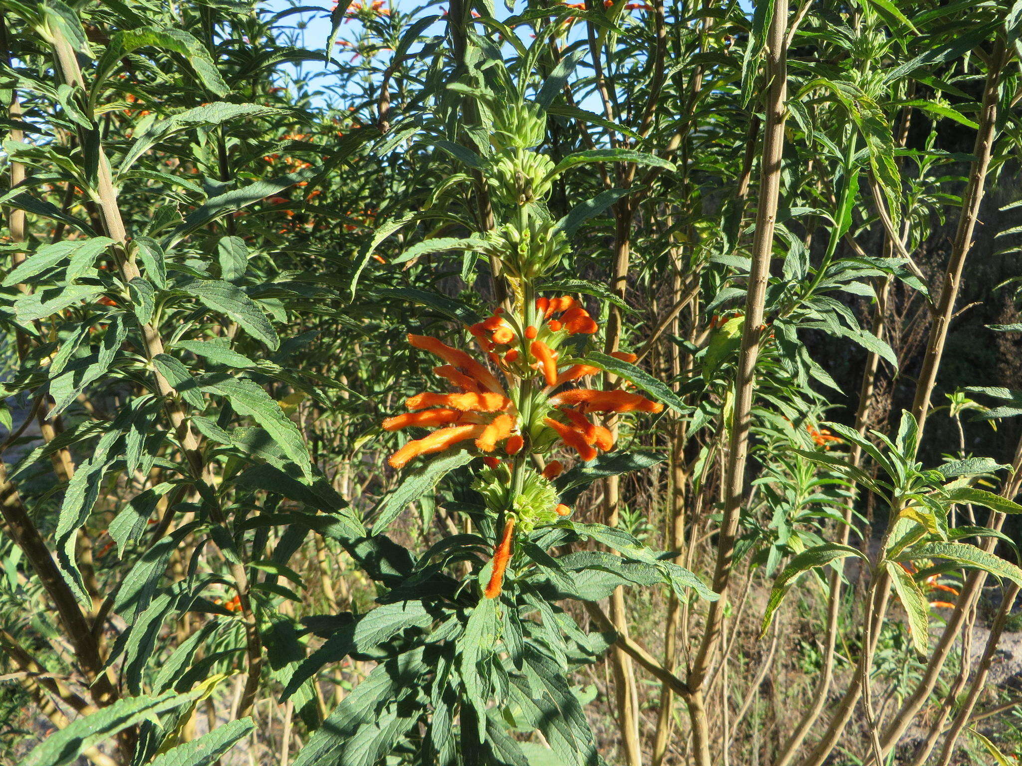 Image of lion's ear