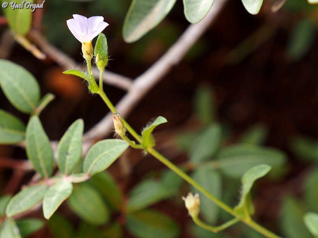 Image of Convolvulus pentapetaloides L.