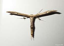 Image of Eupatorium Plume Moth