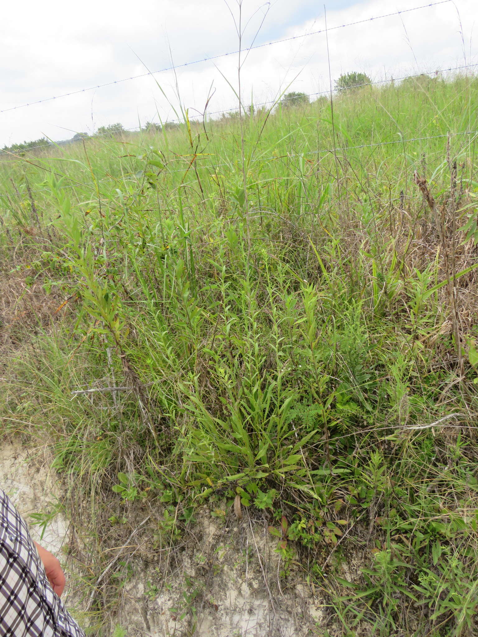 Слика од Solidago rigida subsp. glabrata (Braun) S. B. Heard & J. C. Semple