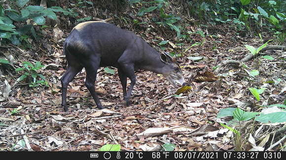 Image of yellow-backed duiker