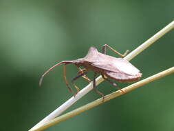 Image of Coreus