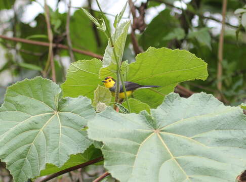 Image of Collared Whitestart