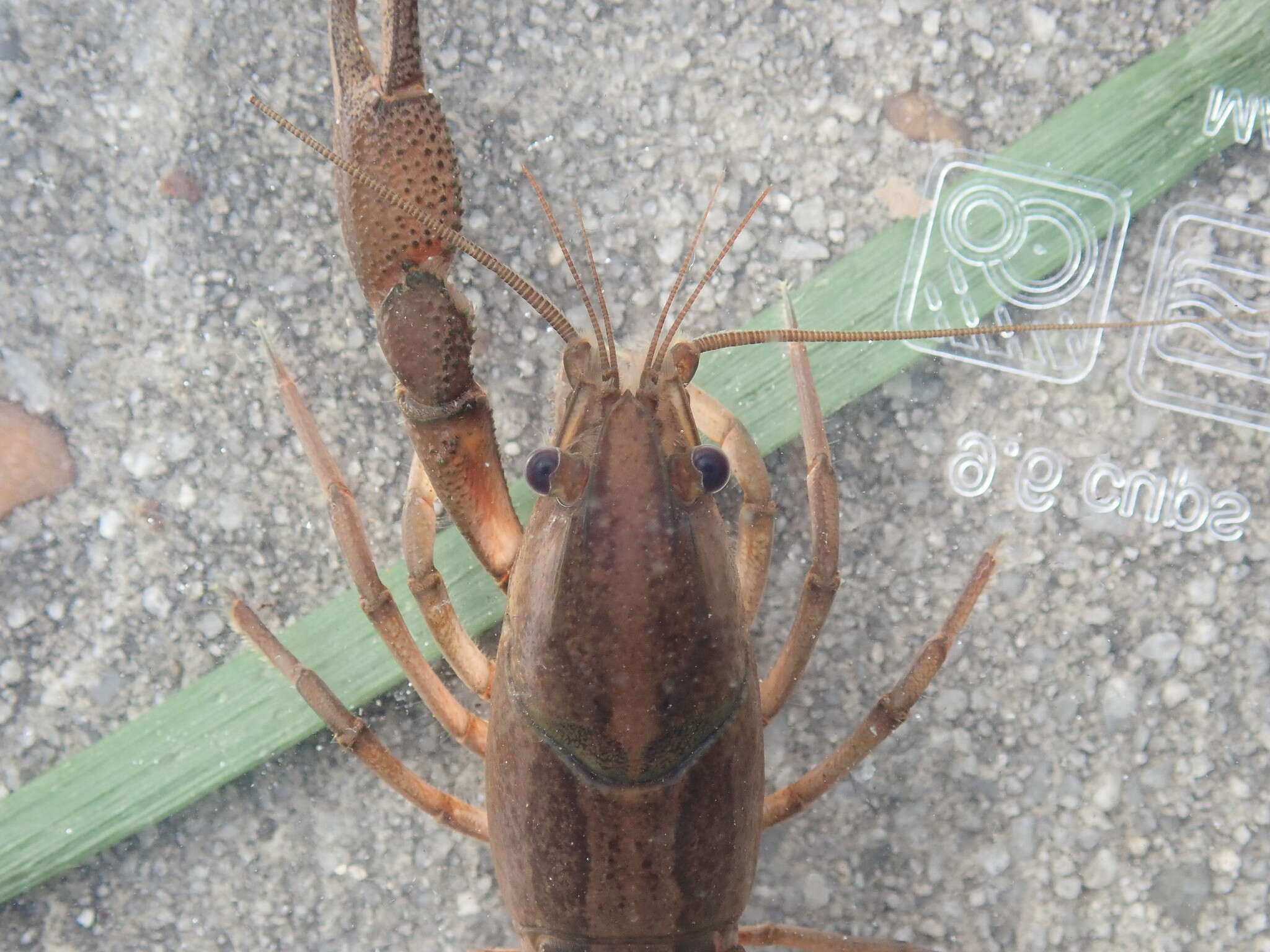 Image of Procambarus kilbyi (Hobbs 1940)