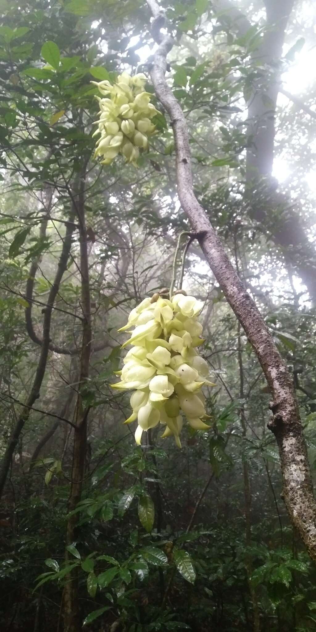 Слика од Mucuna birdwoodiana Tutcher