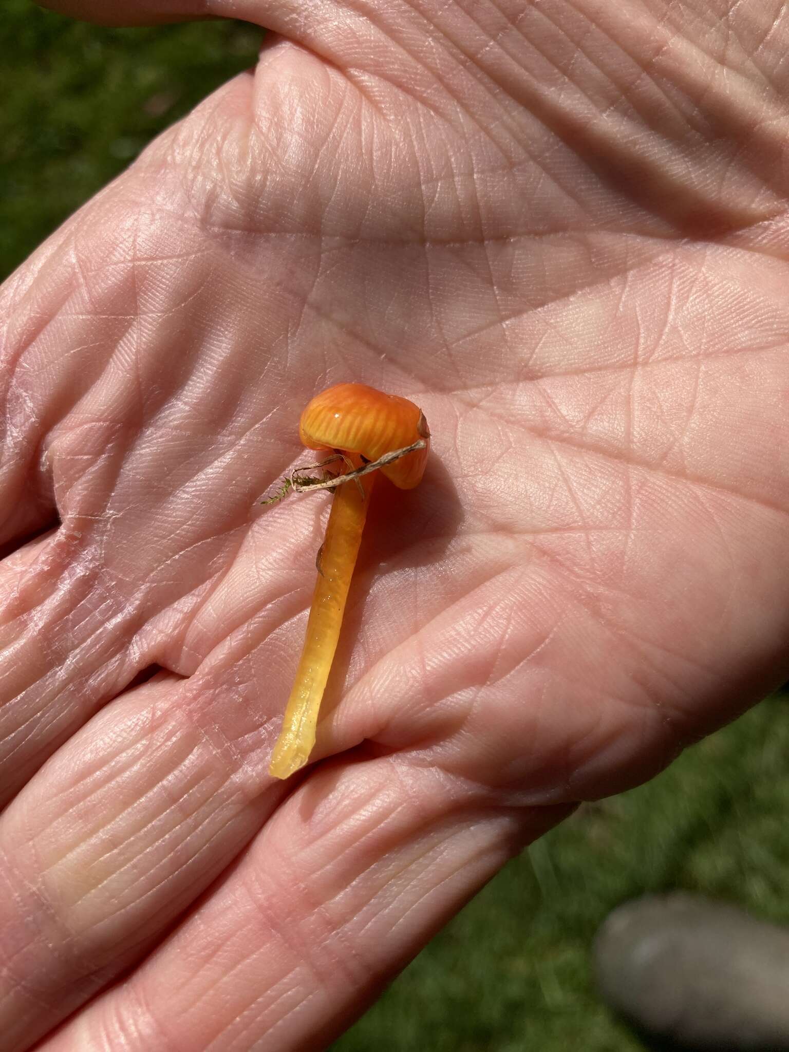 Image de Hygrocybe glutinipes (J. E. Lange) R. Haller Aar. 1956