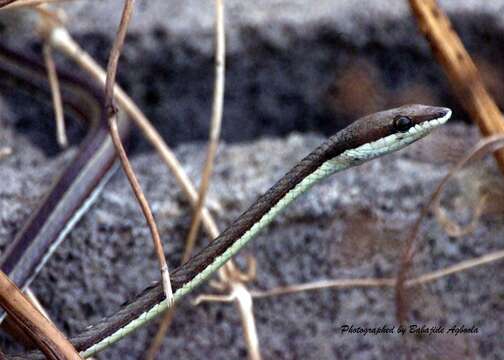 Image of Elegant Sand Racer