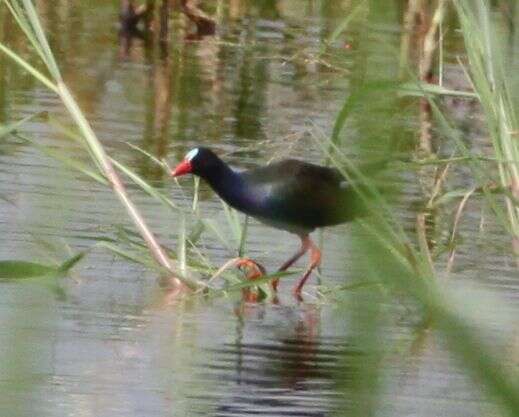 Image of Allen's Gallinule