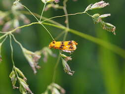 Слика од Commophila aeneana Hübner 1799