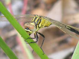 Image of Spectacled Skimmer