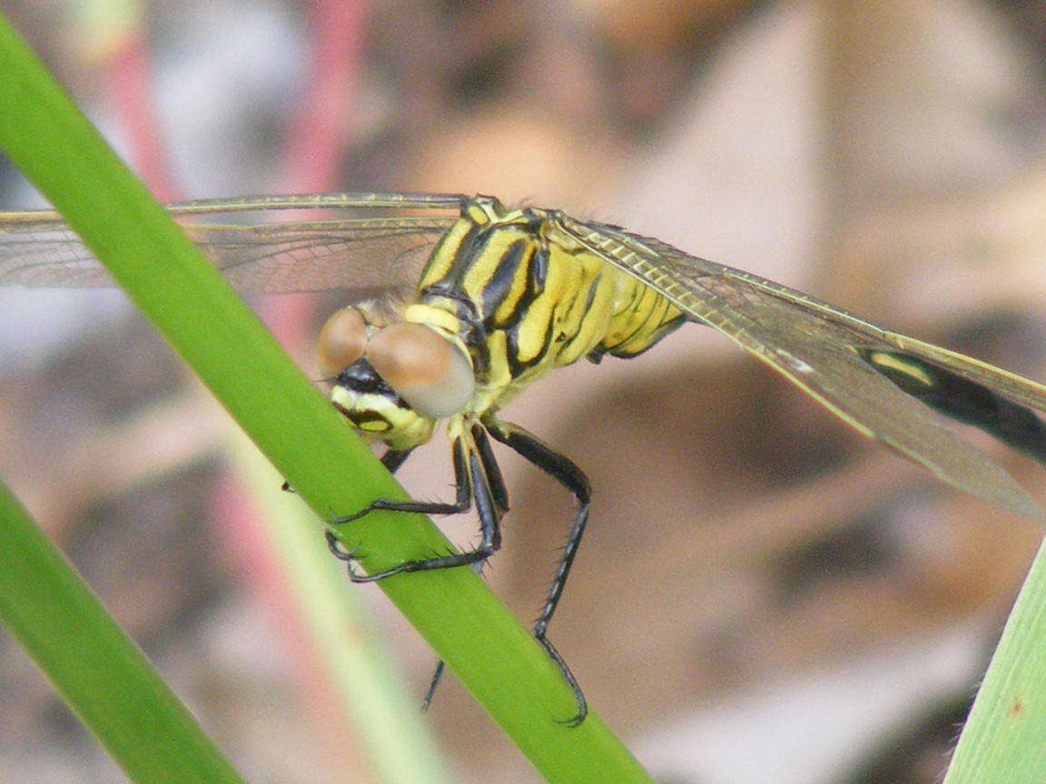 Image of Spectacled Skimmer