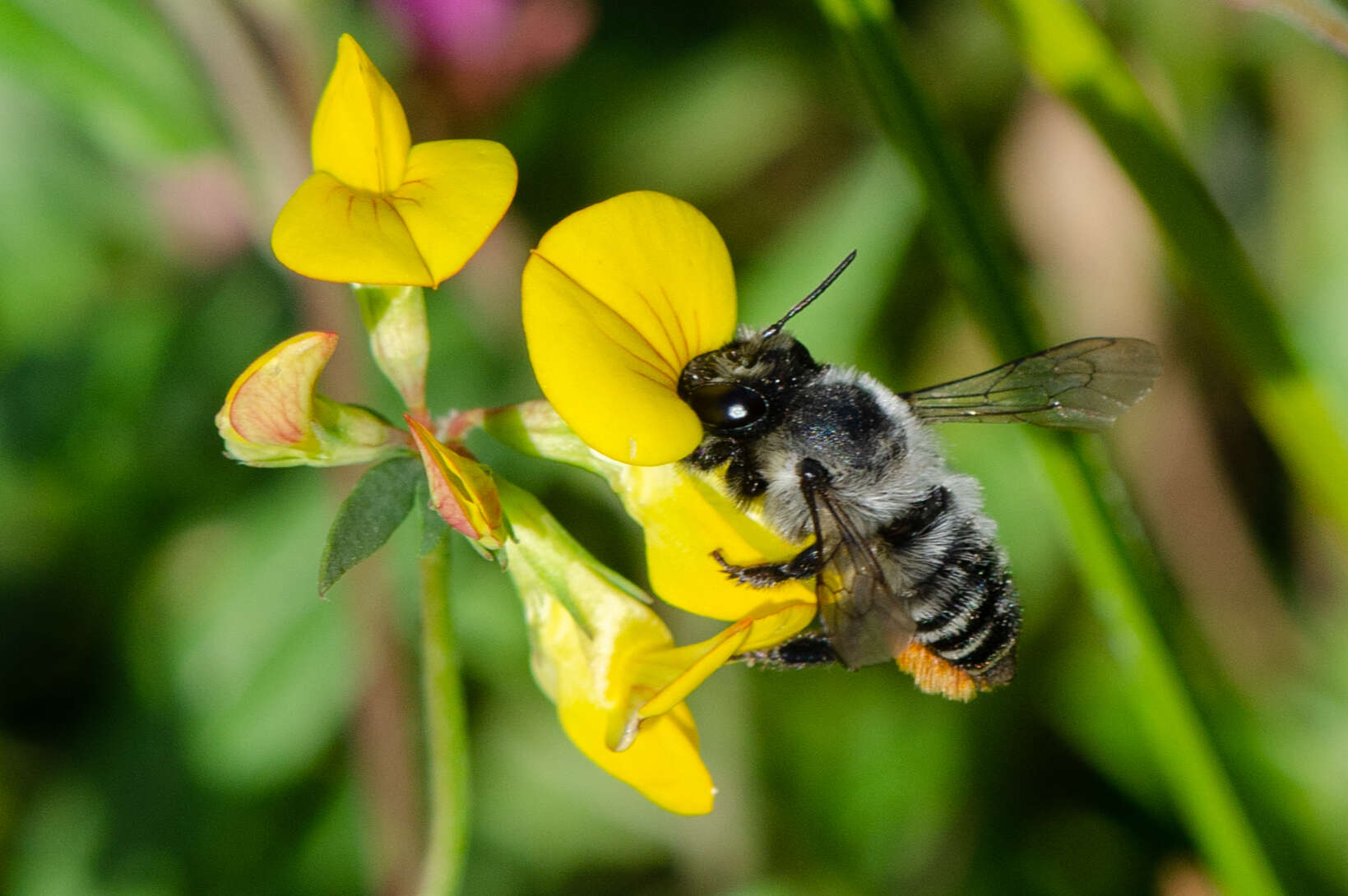 Image of Megachile pollinosa Spinola 1851