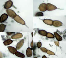 Imagem de Puccinia buxi Sowerby 1809