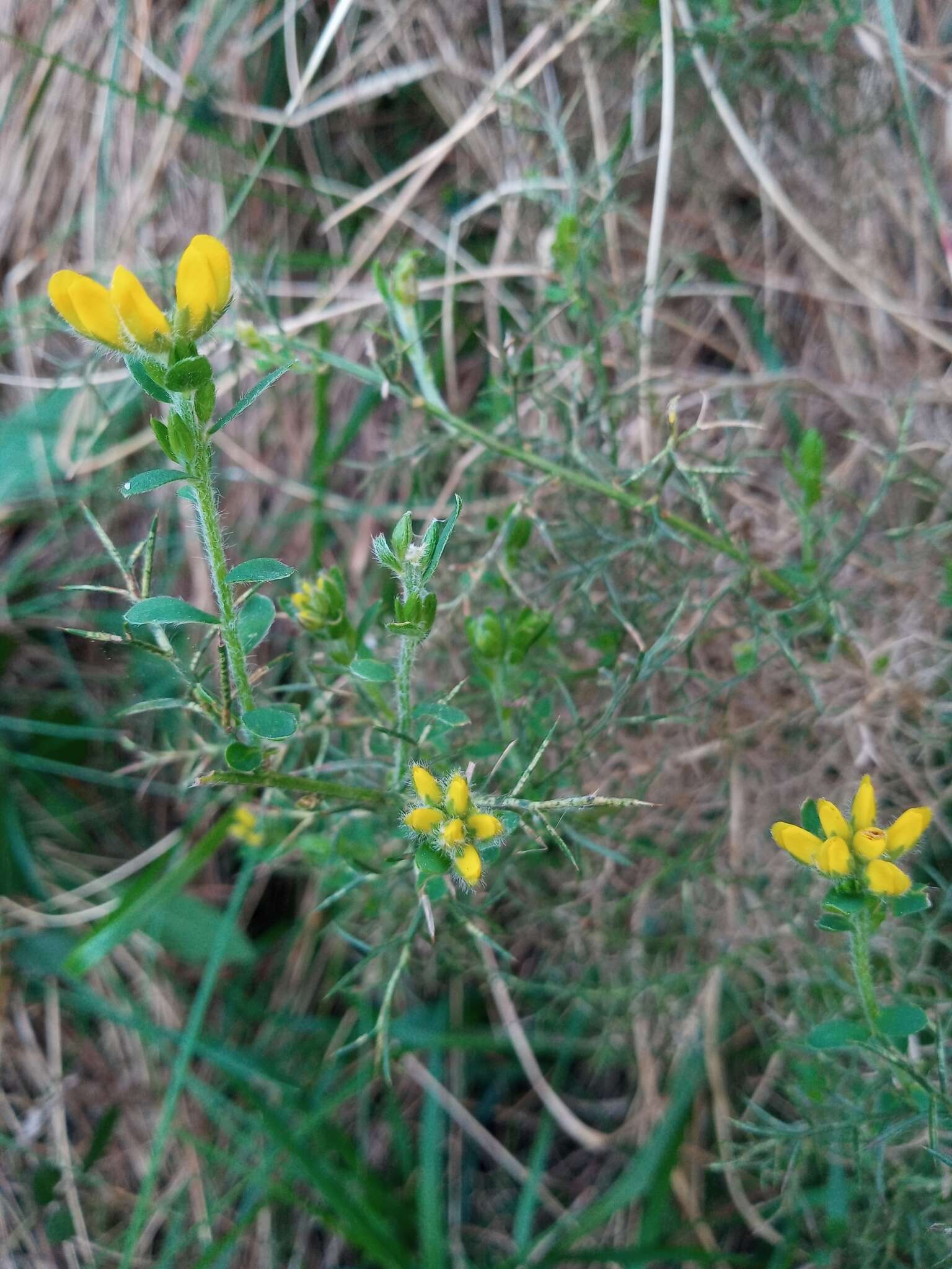 Image of Genista hispanica L.