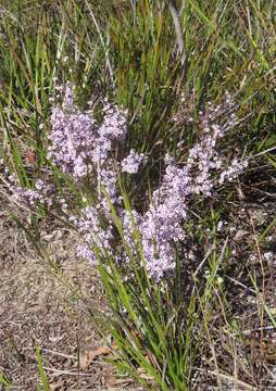 Image of Rinzia orientalis Rye