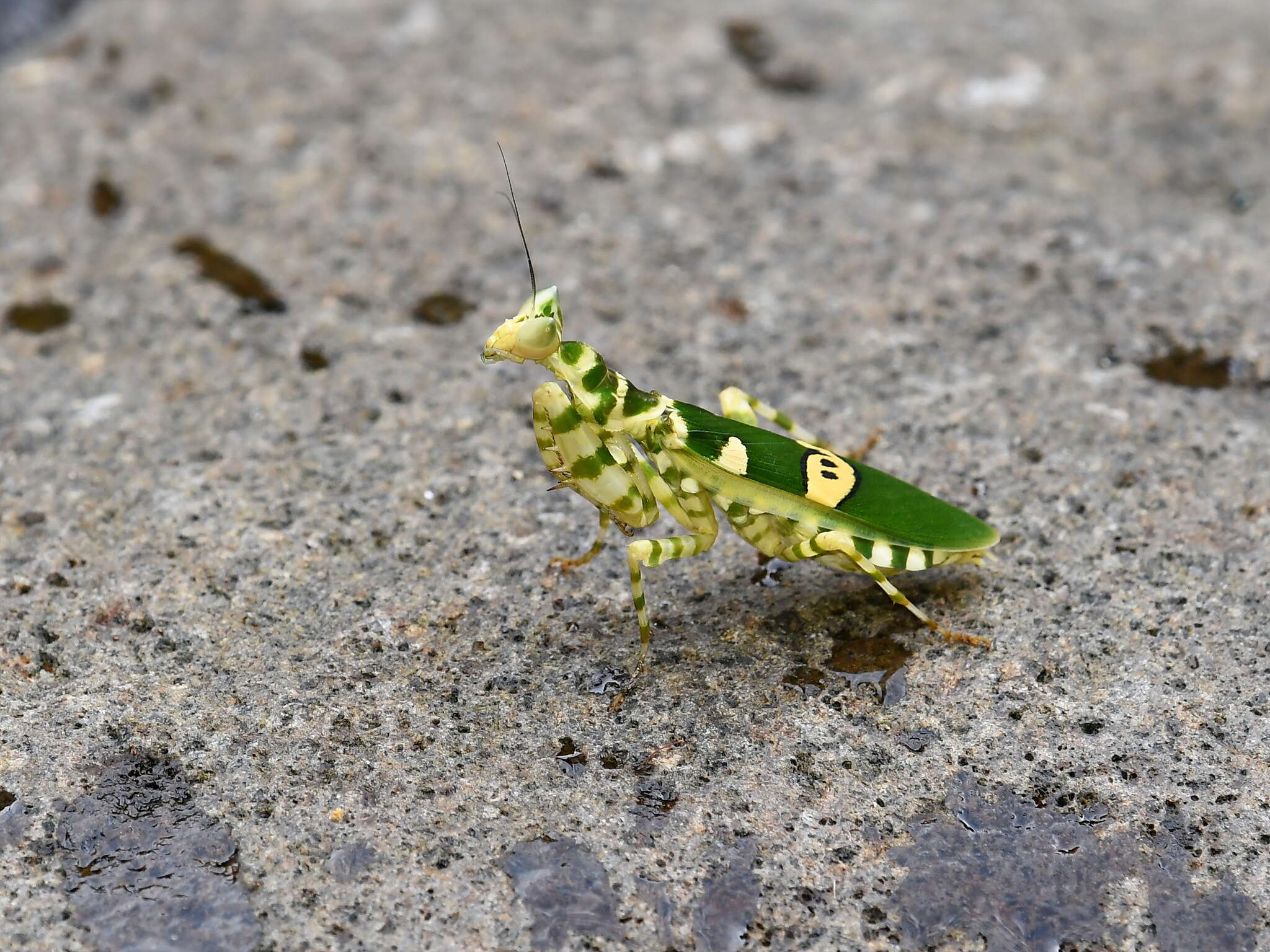 Image of Creobroter meleagris Stal 1877