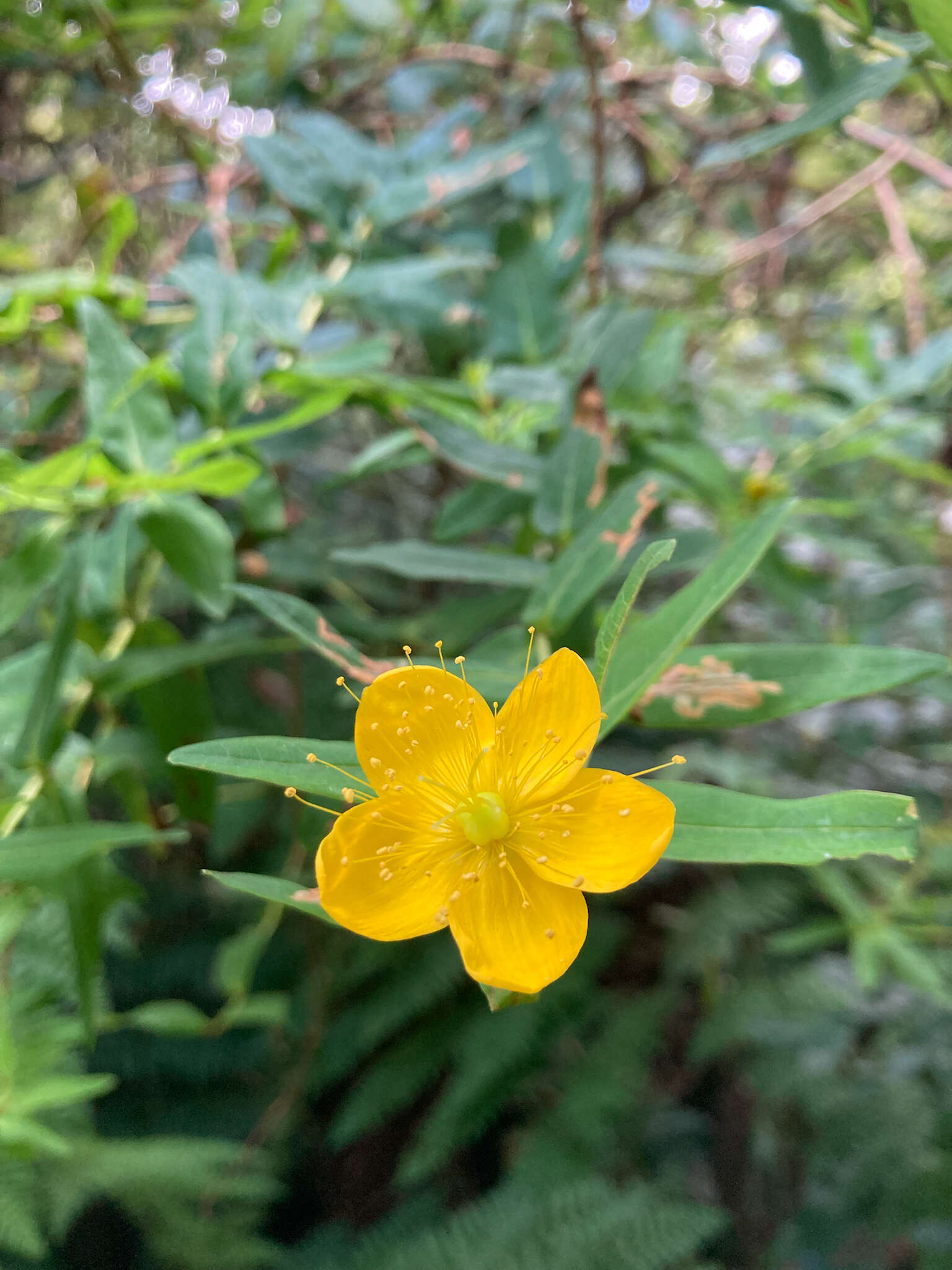 Image of Hypericum foliosum Dryand. ex Ait.